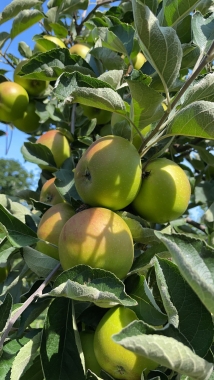 Ribston Pepping Frucht